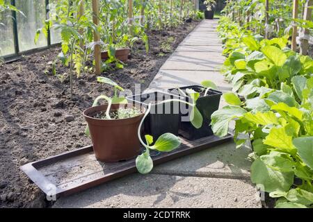 De jeunes pousses de concombres sont préparées pour la plantation dans une serre. Banque D'Images