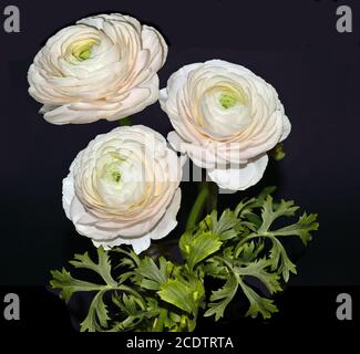 Bouquet de fleurs de ranunculus rose pâle avec des feuilles isolées sur le noir arrière-plan Banque D'Images