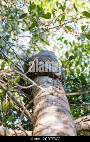 Varanus salvator ou asiatique à la surveillance de la qualité de l'eau Lac d'Hikkaduwa, Sri Lanka Banque D'Images