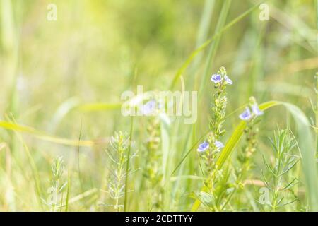 Herbe verte juteuse et fleurs violettes douces dans le champ par temps ensoleillé Banque D'Images