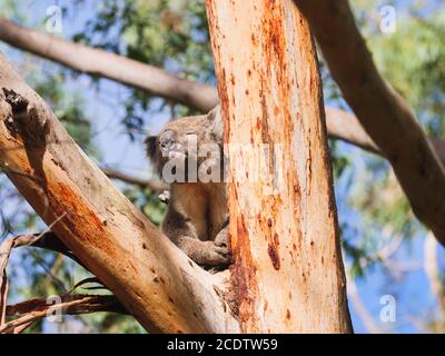 Sleepy Koala sur l'arbre Banque D'Images