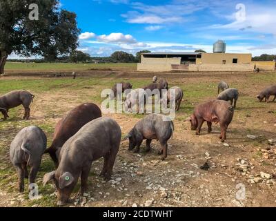 Un troupeau de cochons ibériques qui broutent des flétrissure dans la ferme en Espagne, dans le pâturage avec du chêne vert et du ciel bleu Banque D'Images