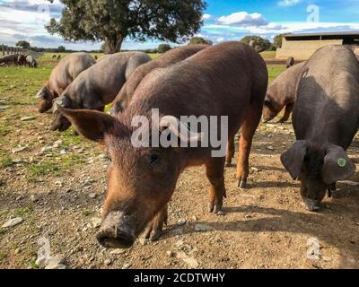 Un troupeau de cochons ibériques qui broutent des flétrissure dans la ferme en Espagne, dans le pâturage avec du chêne vert et du ciel bleu Banque D'Images