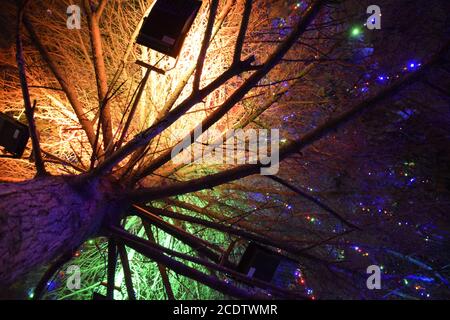 Éclairage de l'arbre de Noël à l'intérieur. Jouets de Noël de nuit. Sapin de Noël habillé dans la rue Banque D'Images