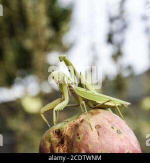 Mantis sur fond rouge. Contraintes. Prédateur d'insectes de Mantis. Banque D'Images