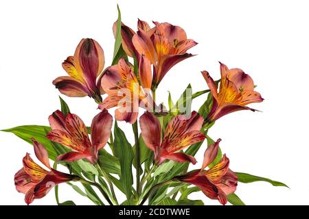 Bouquet de belles fleurs d'Alstroemeria jaune orangé isolées sur blanc Banque D'Images