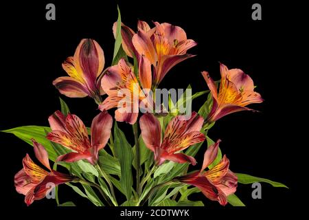 Bouquet de belles fleurs d'Alstroemeria jaune orangé isolées sur le noir Banque D'Images