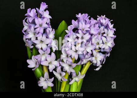 Bouquet de fleurs de jacinthe lilas à fleurs près isolées dessus arrière-plan noir Banque D'Images