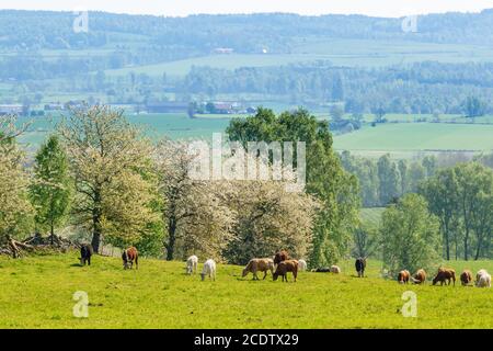 Les vaches de pâturage sur une prairie au printemps, avec une vue sur le paysage Banque D'Images