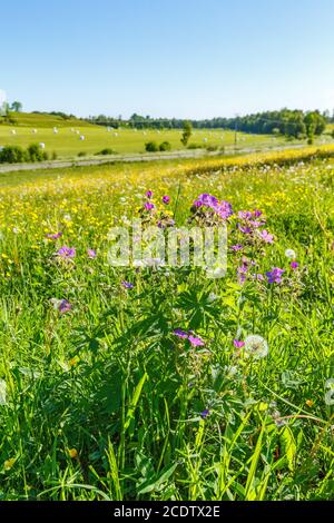 Fleurs de canneberges et de buttercups en bois dans un pré sur le campagne Banque D'Images