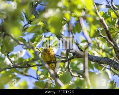 Yellowhammer assis sur une branche dans un feuillage luxuriant en été Banque D'Images