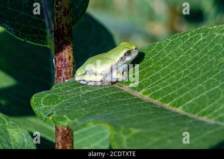 Une grenouille d'arbre gris immature assise sur une feuille de laitoued Banque D'Images