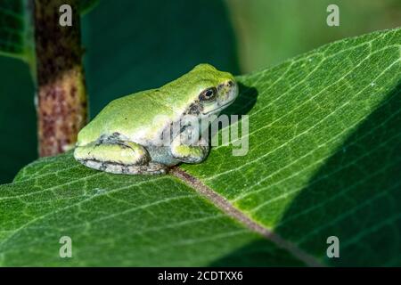 Une grenouille d'arbre gris immature assise sur une feuille de laitoued Banque D'Images