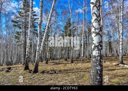 Paysage ensoleillé au début du printemps dans la forêt de bouleau Banque D'Images