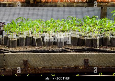 Les plantules de poivre. Le poivre dans la culture en serre. Plants Banque D'Images