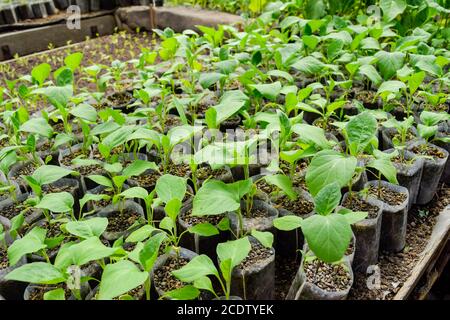 Aubergines semis dans la serre. Aubergine de plus en plus de légumes dans les émissions de Banque D'Images