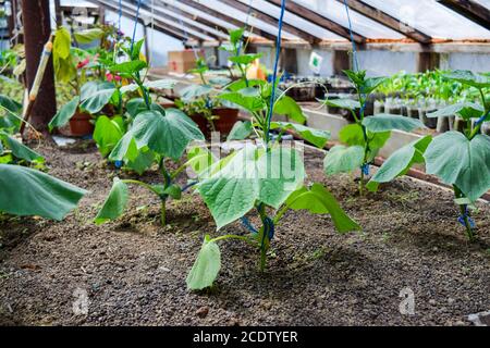 Les concombres les semis. La culture des concombres en serre Banque D'Images