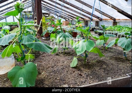 Les concombres les semis. La culture des concombres en serre Banque D'Images