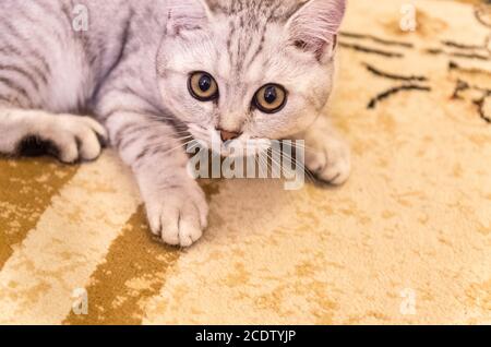 Jeu de chat domestique sur le sol Banque D'Images