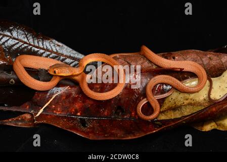 Serpent à tête noire pour chat Banque D'Images