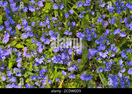 De belles fleurs bleues oubliées (Myosotis arvensis) sur un pré ensoleillé au printemps Banque D'Images