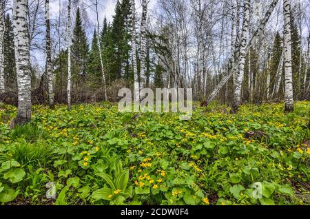 La forêt de bouleau de printemps est glade avec des fleurs de marais jaune (Maltha) Banque D'Images