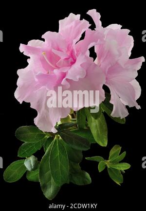 Fleurs d'azalée rose clair (Rhododendron) délicates avec des feuilles de près, isolées sur un noir Banque D'Images