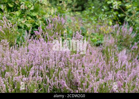 Heather fleurs en gros plan de forêt en été Banque D'Images