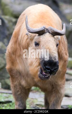 Sichuan Takin Banque D'Images