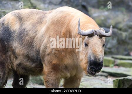 Sichuan Takin Banque D'Images