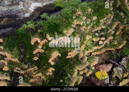 Champignons de Stereum hirsutum sur la souche d'arbre moussy Banque D'Images