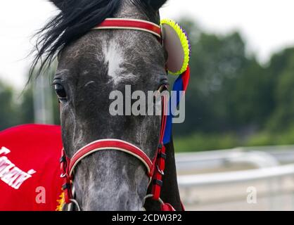 Cheval Arabe gris mare portrait. Banque D'Images