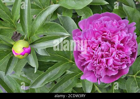 Pivoine rose avec bouton et feuilles vertes dans le jardin Banque D'Images