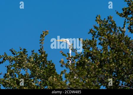 Une grande Egret blanche qui surperce quelques branches de sa perchaude au sommet d'un arbre le matin ensoleillé. Banque D'Images