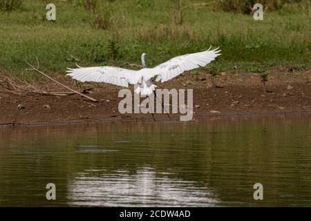 Un grand Egret blanc s'éportant avec ses longues jambes et en utilisant ses puissantes ailes comme pauses pour ralentir en préparation d'un atterrissage sur la rive Banque D'Images