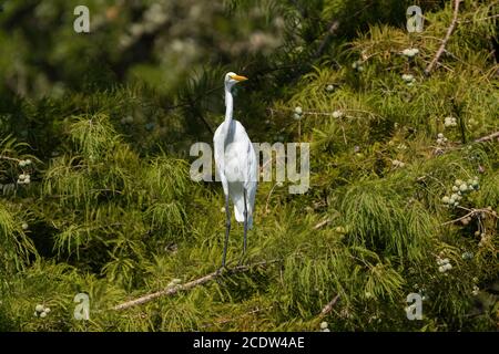 Grand Egret blanc perché sur une branche haute dans un cèdre, un matin ensoleillé. Banque D'Images