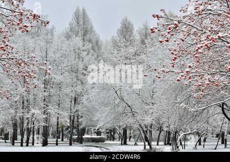 Parc municipal recouvert de neige et arbres aux baies rouges Banque D'Images