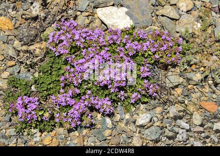 Thyme (Thymus serpullum), qui grince en fleurs, sur un sol en pierres Banque D'Images