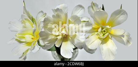 Trois magnifiques tulipes blanches-jaunes isolées, vue rapprochée du dessus Banque D'Images