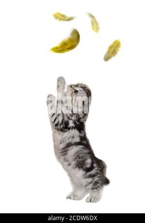 Un adorable petit chaton de Highland Fold on Hind Paws joue avec plumes volantes Banque D'Images