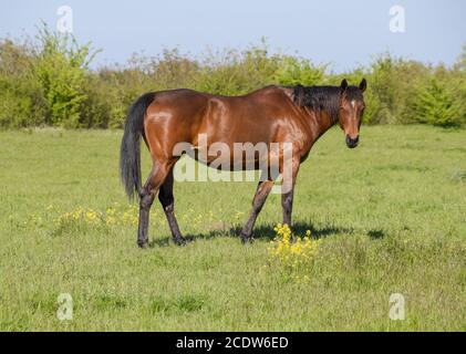 Les chevaux paissent dans les pâturages. Les enclos des chevaux dans une ferme équestre. Quelques chevaux Banque D'Images