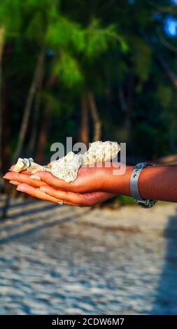 Morceaux de coraux blancs tenus entre les mains sur une plage de sable. Banque D'Images