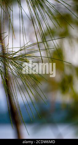 Vue rapprochée des feuilles d'un arbre Casuarina. Banque D'Images