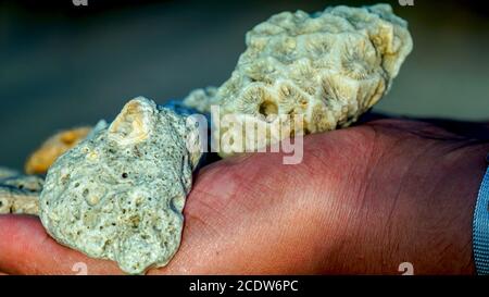 Morceaux de coraux blancs tenus entre les mains sur une plage de sable. Banque D'Images