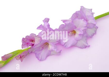 Romantique belle fleur de gladiolus douce couleur lilas gros plan, sur un bac géométrique blanc-lilas Banque D'Images