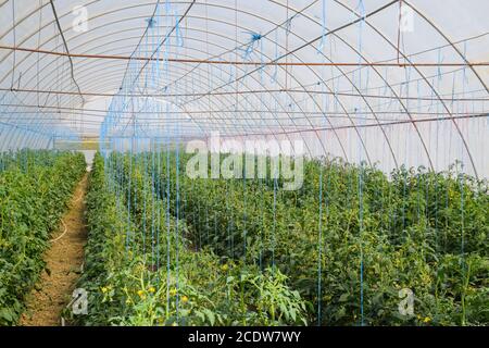 Tomates en serre. Tomates attachées dans les rangs Banque D'Images