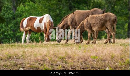 Pinto cheval et ânes paître dans un pâturage dans la ville de Phenix, Alabama. (ÉTATS-UNIS) Banque D'Images