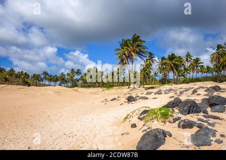 Palmiers sur la plage de Anakena, île de Pâques Banque D'Images