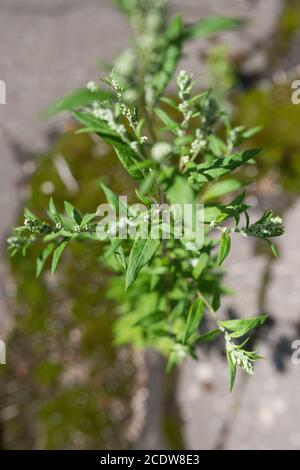 De plus en plus de mauvaises herbes à travers une fissure dans le revêtement en asphalte béton sous un soleil éclatant le printemps Banque D'Images