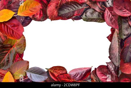 Cadre lumineux des feuilles d'automne Aronia melanocarpa (Chokeberry) de près sur fond blanc Banque D'Images